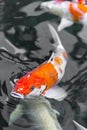 beautifulfish CARP fancy / koi fish swimming in pond, japanese Royalty Free Stock Photo