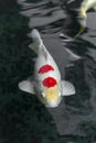 beautifulfish CARP fancy / koi fish swimming in pond, japanese Royalty Free Stock Photo