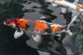 beautifulfish CARP fancy / koi fish swimming in pond, japanese Royalty Free Stock Photo