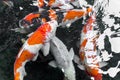 beautifulfish CARP fancy / koi fish swimming in pond, japanese Royalty Free Stock Photo