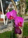 BeautifulFlower orcid in morning