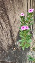BeautifulFlowers formed in the rocky nooks of large cliffs without soil, conveying the means of patience.