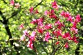 Beautifulgarden full of trees in bloom