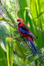Crimson Rosella parrot perched on a branch Royalty Free Stock Photo
