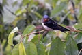 Barn swallow on the cherry tree Royalty Free Stock Photo