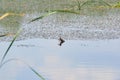 Beautifull bird on the lake Podiceps cristatus