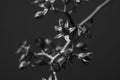 Beautifull Black & White Flower Royalty Free Stock Photo