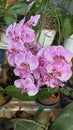 The beautifull blooming orchids looks so amazing