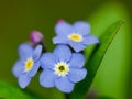 Beautifull blue color of a forget-me-not flower