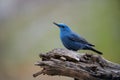 Blue rock thrush Monticola solitarius