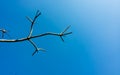 beautifull blue sky with a tree