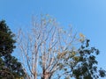 Beautifull Blue Sky with a tree