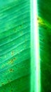 Beautifull bright banana leaf, fullcolour combination,fresh strong teksture Royalty Free Stock Photo