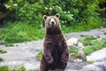 Beautifull Brown Bear Standing on His Legs Next to Water