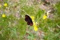 Beautifull brown black orange butterfly on flower Royalty Free Stock Photo