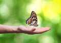 Beautifull butterfly is sitting on hand in nature.