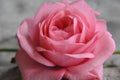 Beautifull close up of a pink rose