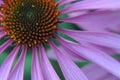 Beautifull close up of a pink and orange flower