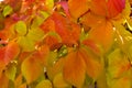 Beautifull colored autumn leafs, red, yellow, orange, green