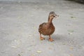 Beautifull colored duck walking on the zoo