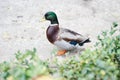 Beautifull colored duck walking on the zoo