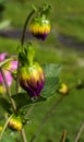 Beautifull Colored Flower Buds