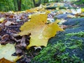 Beautifull colorfull autumn in bohemian paradise Royalty Free Stock Photo