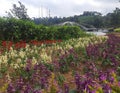 Beautifull colorfull plant in the summer garden. Red Flowers