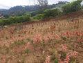 Beautifull colorfull plant in the summer garden. Red Flowers