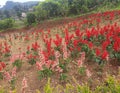 Beautifull colorfull plant in the summer garden. Red Flowers