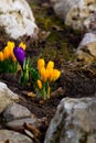 Beautifull crokus flowers in spring