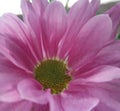 Beautifull Crysanthemum flower, closeup defocused view, for background banner purposes. Royalty Free Stock Photo