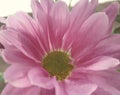 Beautifull Crysanthemum flower, closeup defocused view, for background banner purposes. Royalty Free Stock Photo