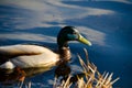 Beautifull duck swimming from right to left side of picture Royalty Free Stock Photo