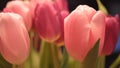 Beautifull dutch Tulips. Tulpen uit Amsterdam