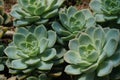 Beautifull Echeveria cacti plants , for banner and background purposes.