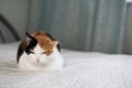 A beautifull female cat, with three colours lying on the coach. Royalty Free Stock Photo