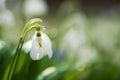 Beautifull first flowers snowdrops in spring forest Royalty Free Stock Photo