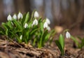 Beautifull first flowers snowdrops in spring forest