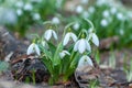 Beautifull first flowers snowdrops in spring forest