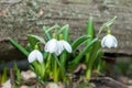 Beautifull first flowers snowdrops in spring forest