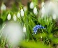 Beautifull first flowers snowdrops and squill in spring forest