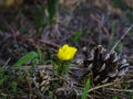 Beautifull first primrose flowers in spring forest.