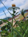 Beautifull flower from high