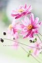 Beautifull flower Royalty Free Stock Photo