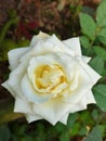 beautifull flower white rose shot