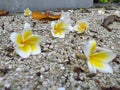 beautifull flowers are falling on the ground inside of my working area