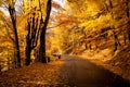 Autumn in Poland. golden road