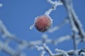 Beautifull and frozed, iced apple