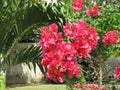 Beautifull garden, red flowers, tropical plants, green leafs